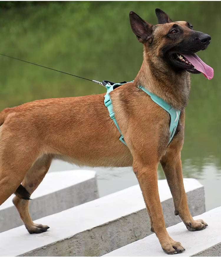 Body Vest Dog